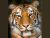 Captcha image 3706